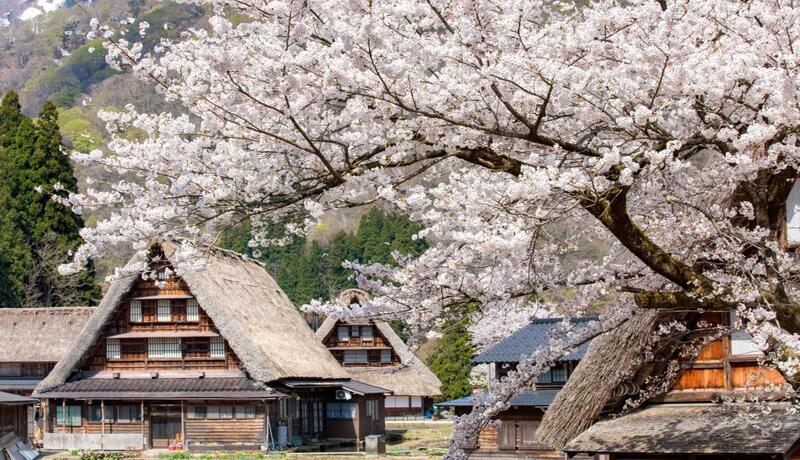 白川鄉~合掌村 (賞櫻)