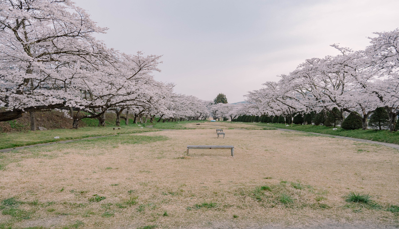 宮川綠地公園 (賞櫻)