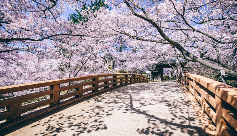 高遠城址公園🌸