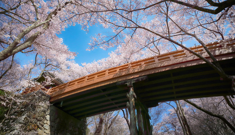 高遠城址公園 (賞櫻)