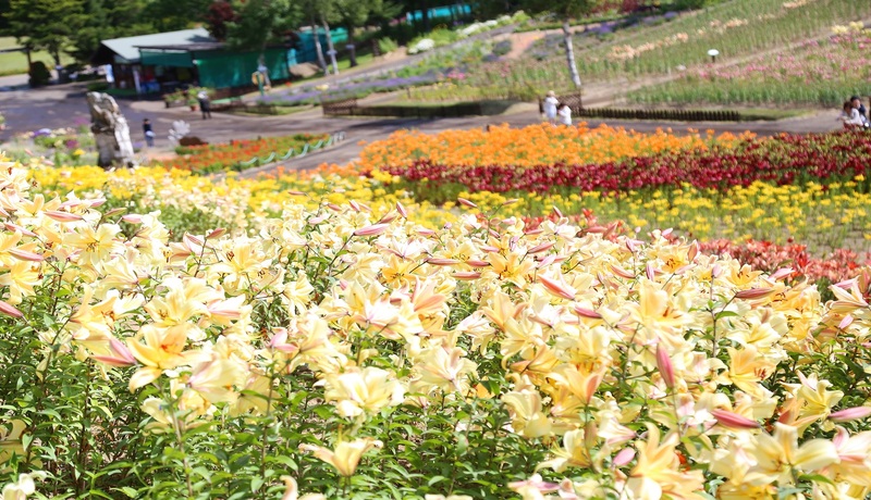 百合故鄉 Lily花園