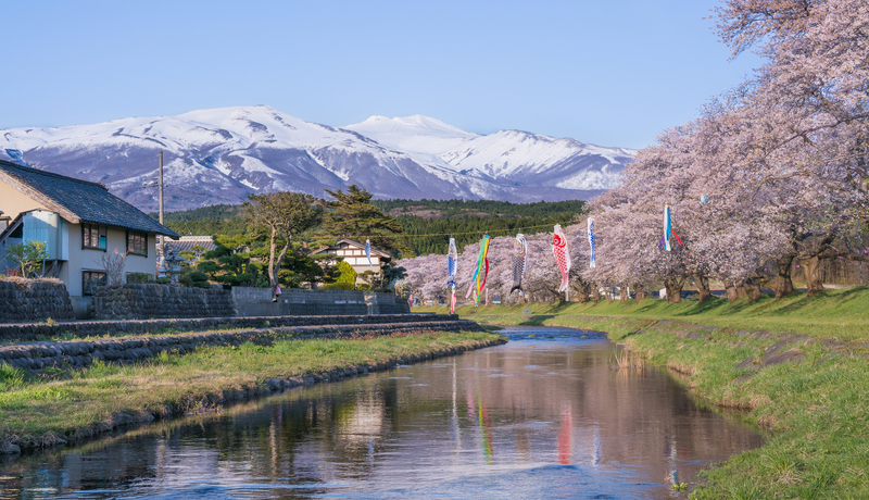 中山河川公園櫻並木